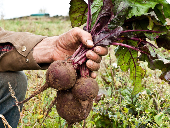 Fermentierte Rote Beete statt Pulver: Unser Update zur Robuschka-Ernte