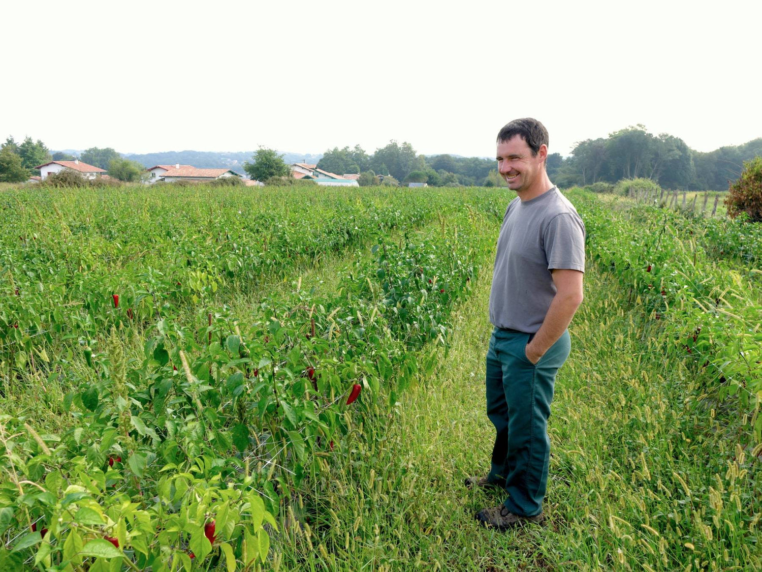 Baskischer Chili - Direkt vom Feld