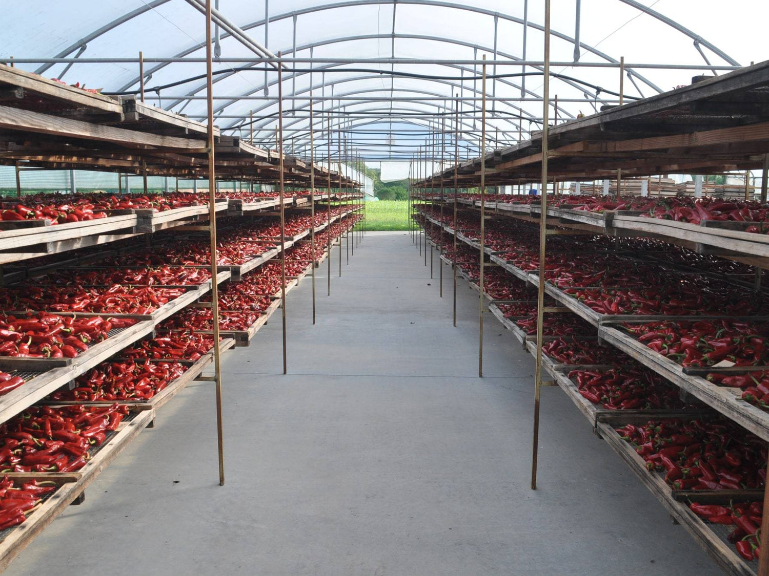 Baskischer Chili - Direkt vom Feld