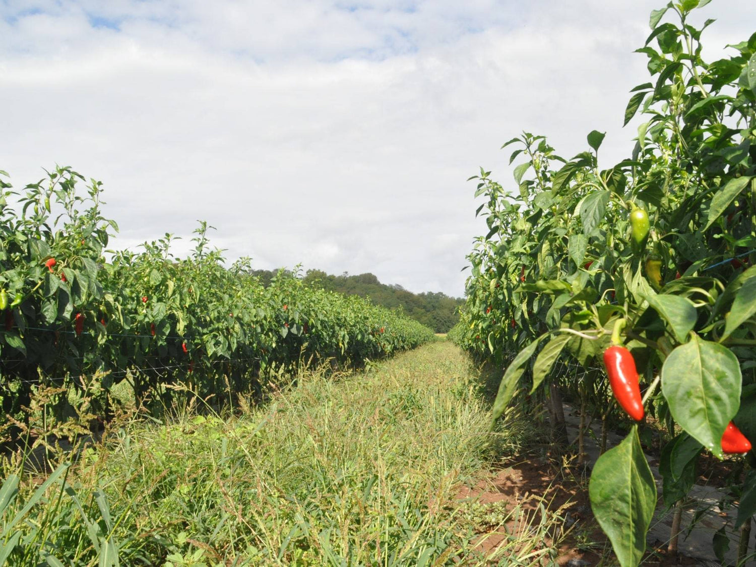 Baskischer Chili - Direkt vom Feld