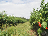 Baskischer Chili - Direkt vom Feld