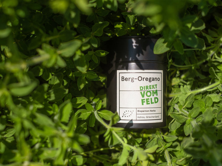 Berg - Oregano - Direkt vom Feld