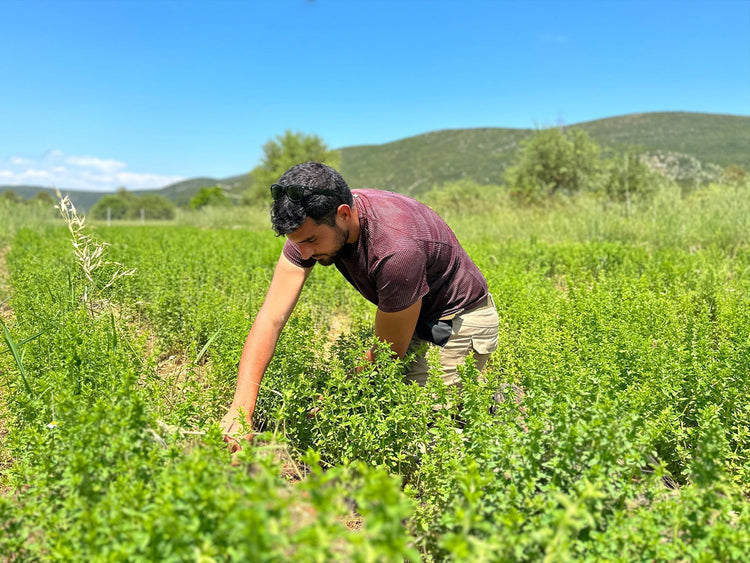 Berg - Oregano - Direkt vom Feld