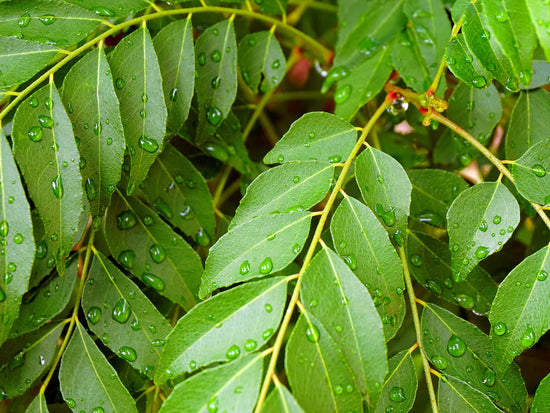 Curryblätter - Direkt vom Feld