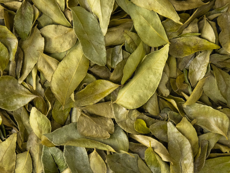 Curryblätter - Direkt vom Feld