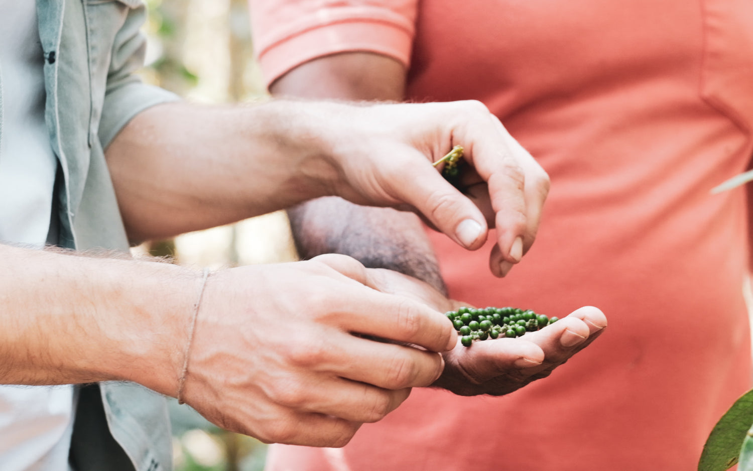 Sorgfältig ausgewählte Biogewürze direkt vom Erzeuger