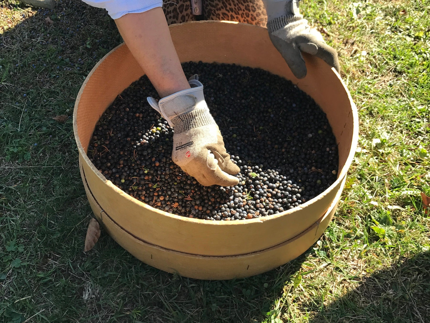 Wacholderbeeren - Direkt vom Feld