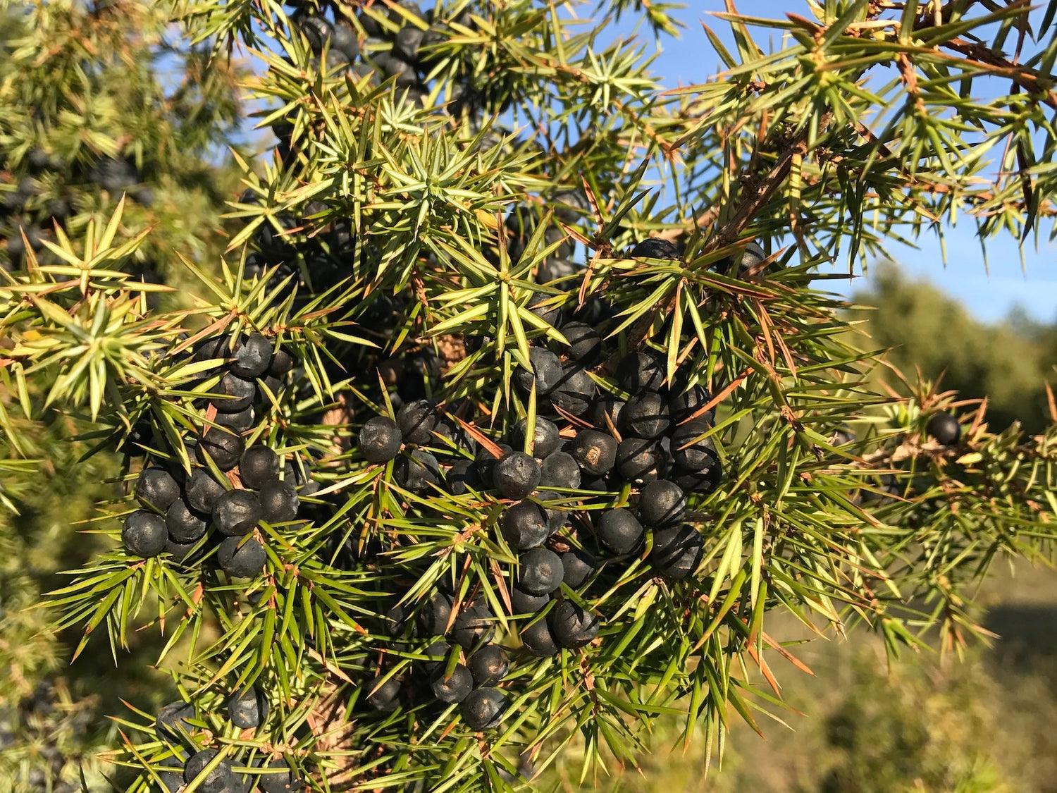 Wacholderbeeren - Direkt vom Feld