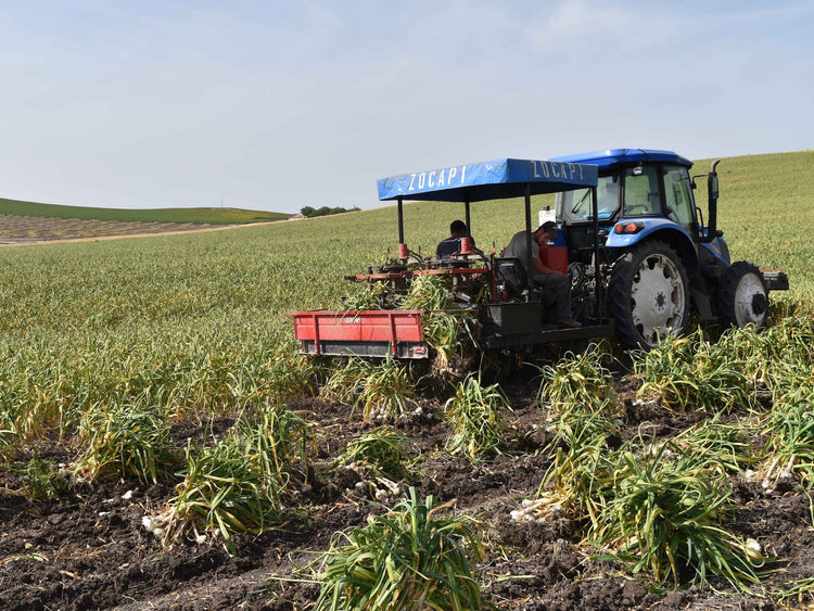 Schwarzer Knoblauch - Direkt vom Feld