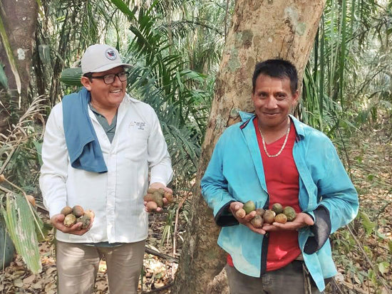 Tonkabohnen - Direkt vom Feld