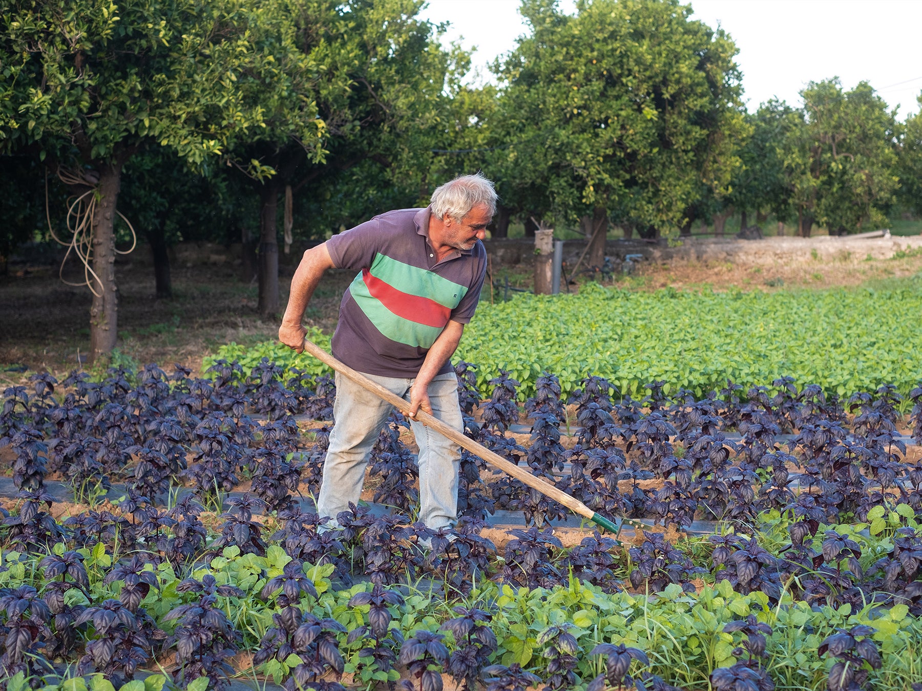 George beim Unkraut entfernen auf dem Purpur-Basilikum-Feld in Leonidi, Griechenland