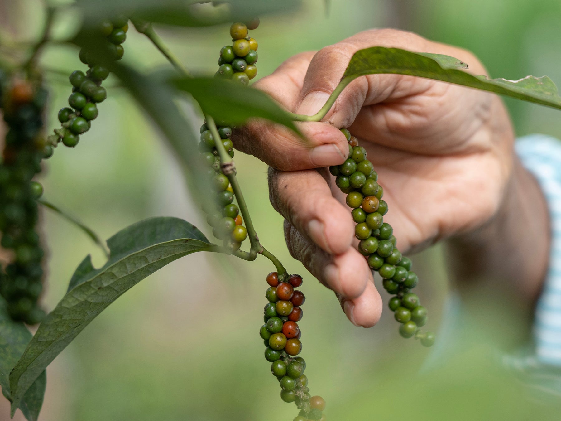 Nahaufnahme Ernte einer Pfefferrebe voller grüner Pfefferbeeren | Schwarzer Urwaldpfeffer TGSEBDirekt vom Feld