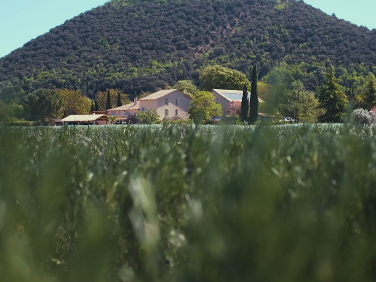 Auf den Rosmarinfeldern in der Provence | Trets, Frankreich