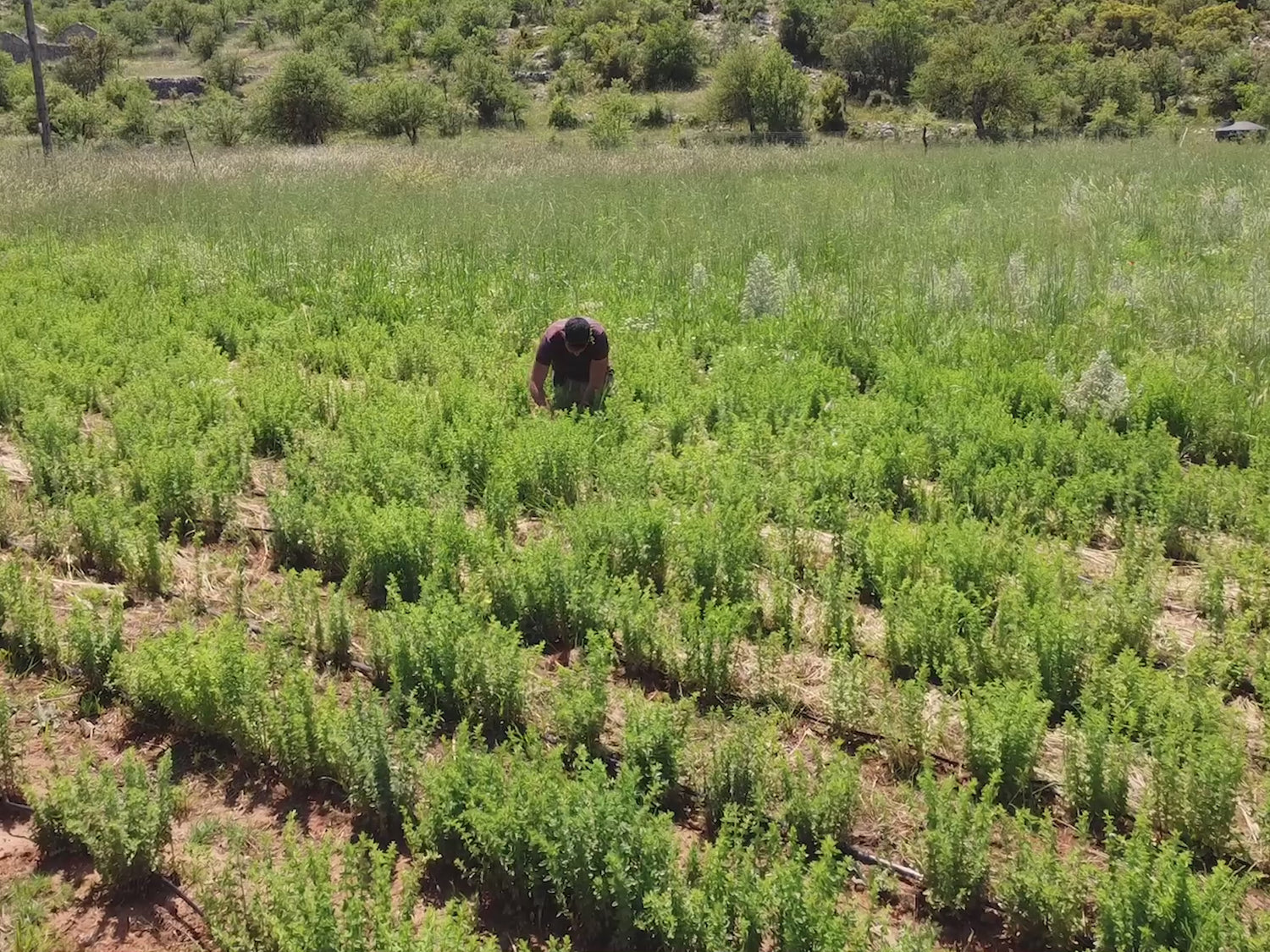 Imagevideo zum Berg-Oregano