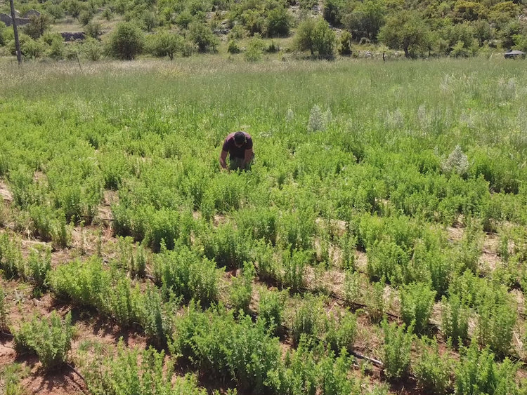 Imagevideo zum Berg-Oregano