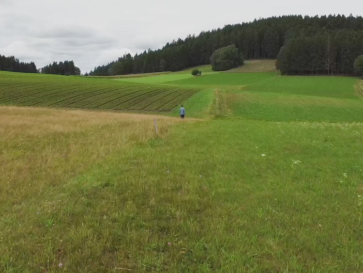 Produktvideo auf den Feldern der Marokkanischen Minze in Hirschbach, Österreich | Biogewürze Direkt vom Feld