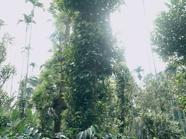 Direkt vom Feld | Bio-Gewürze, Video Pfeffer im Urwald