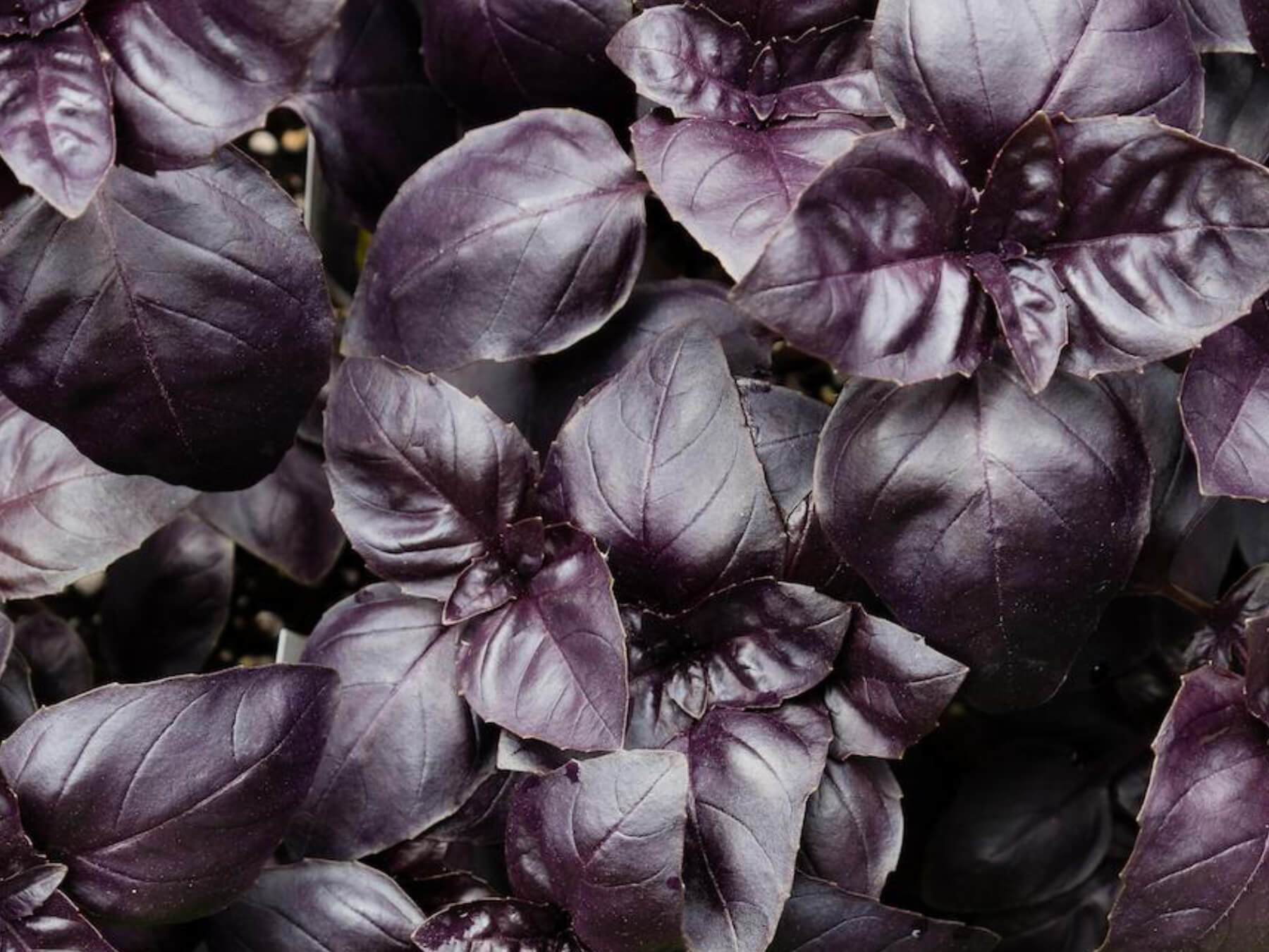 Purpur-Basilikum aus Griechenland | Bio-Gewürze | Direkt vom Feld