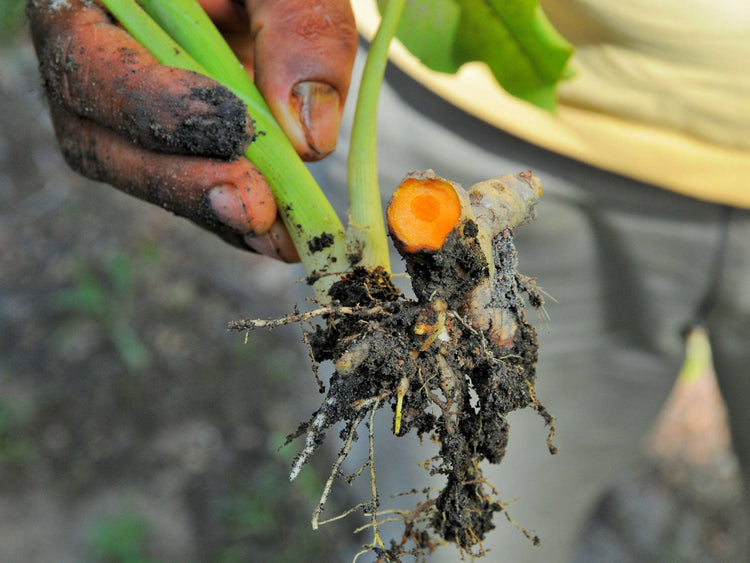 Bio Kurkuma mit Pflanze - Direkt vom Feld