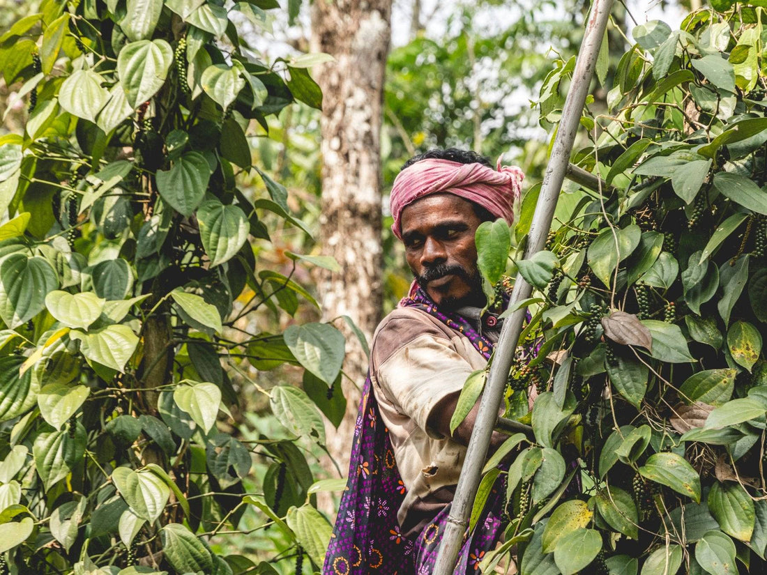 Bio ohne Siegel? Warum wir trotzdem 100 % Bio-Qualität liefern