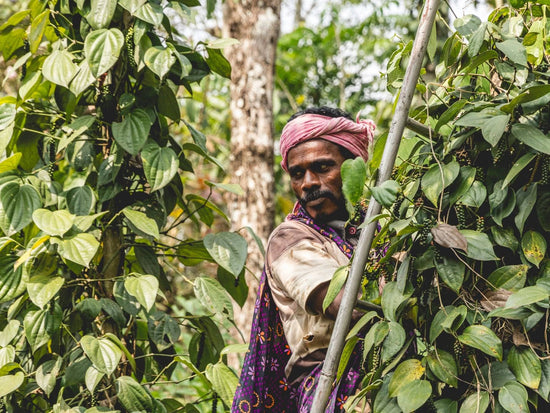 Bio ohne Siegel? Warum wir trotzdem 100 % Bio-Qualität liefern
