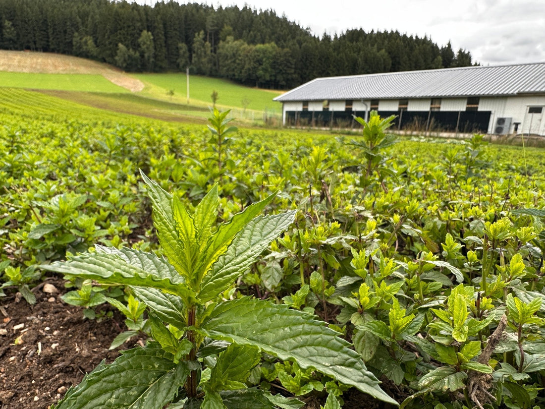 Bergkräutergenossenschaft 🇦🇹 - Direkt vom Feld