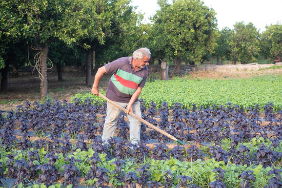 Bioparnon Herbs 🇬🇷 - Direkt vom Feld