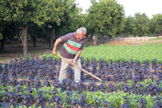 Bioparnon Herbs 🇬🇷 - Direkt vom Feld