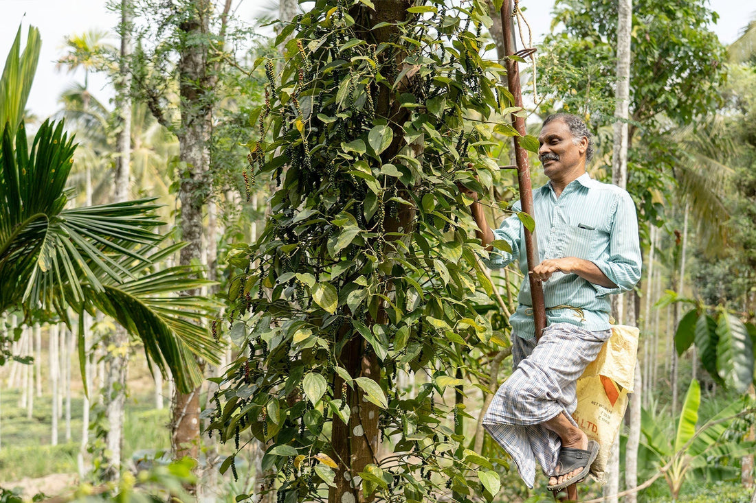 Erntezeit ist Qualitätszeit – so sichern wir volles Aroma