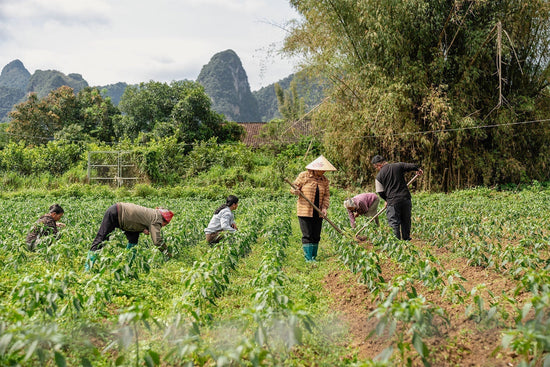Vietnam – eine Reise zur Kooperative DACE
