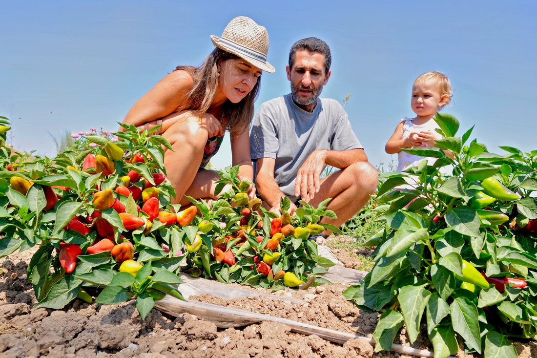 Finca Sa Teulera 🇪🇸 - Direkt vom Feld
