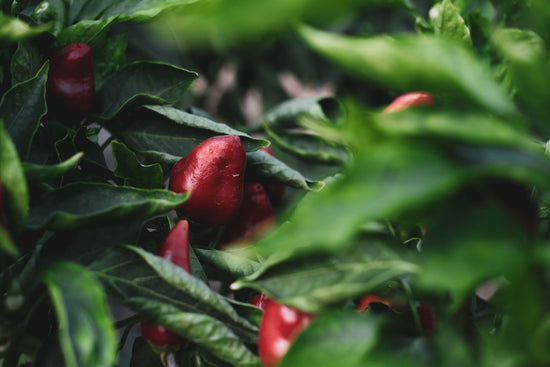 Paprika-Sorten erklärt: Edelsüß, Rosenscharf oder Geräuchert – Was passt wozu? - Direkt vom Feld