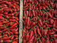 Baskischer Chili - Direkt vom Feld