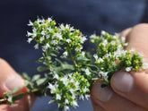 Berg - Oregano - Direkt vom Feld