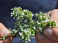 Berg - Oregano - Direkt vom Feld