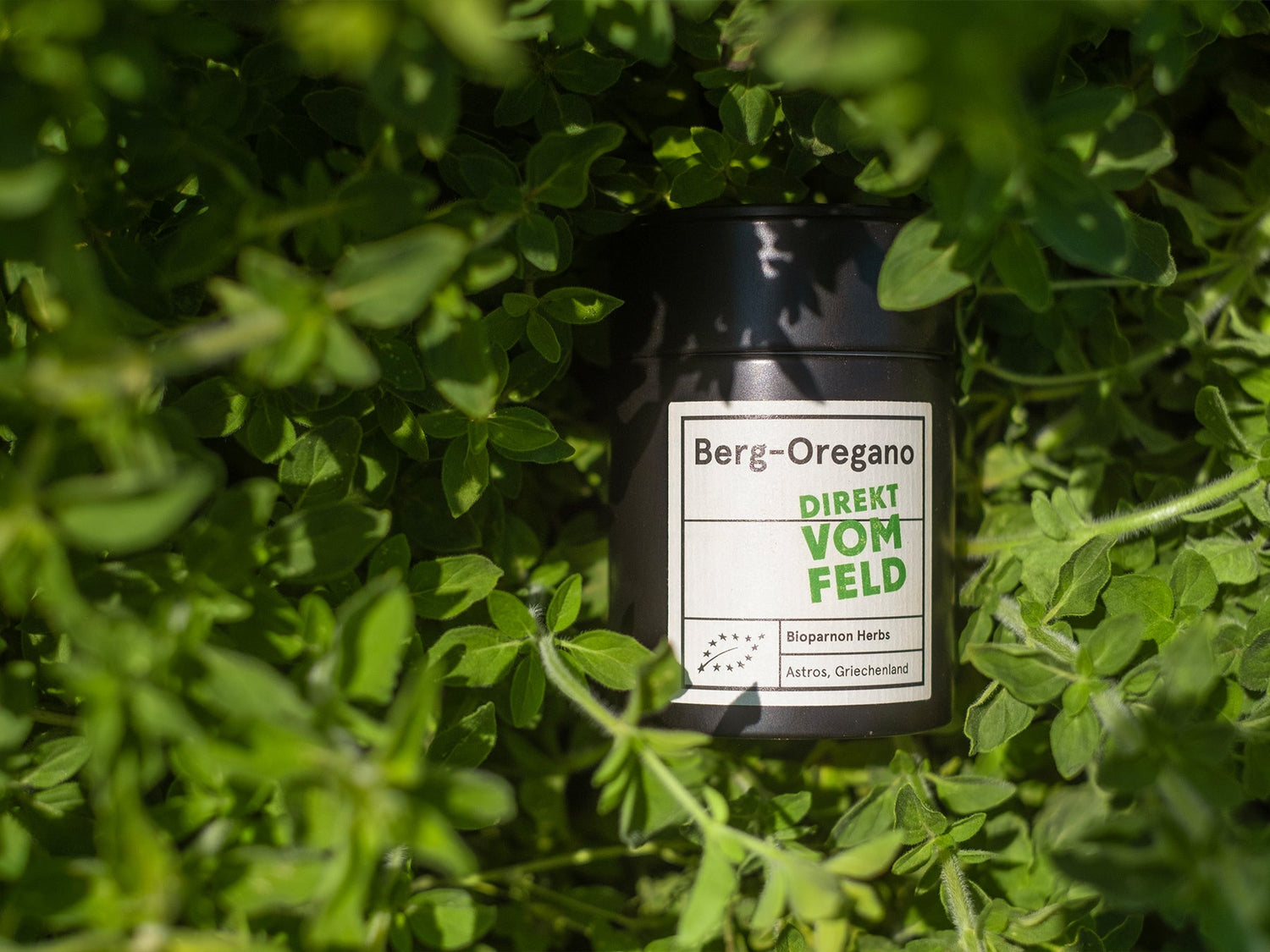 Berg - Oregano - Direkt vom Feld