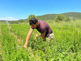 Berg - Oregano - Direkt vom Feld
