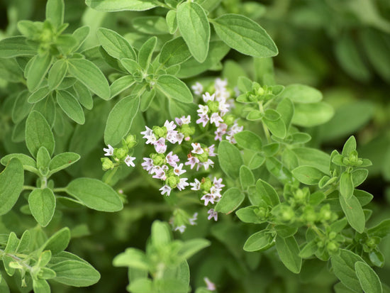 Berg - Oregano - Direkt vom Feld