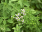 Berg - Oregano - Direkt vom Feld