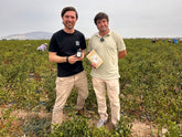 Paprika Bola de Murcia - Direkt vom Feld