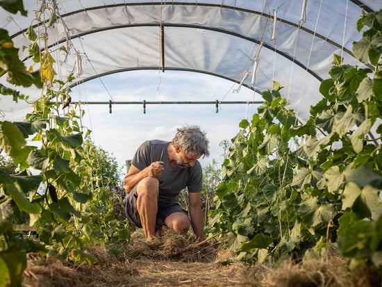 Fermentierter Miriquidi - Rotkohl - Direkt vom Feld