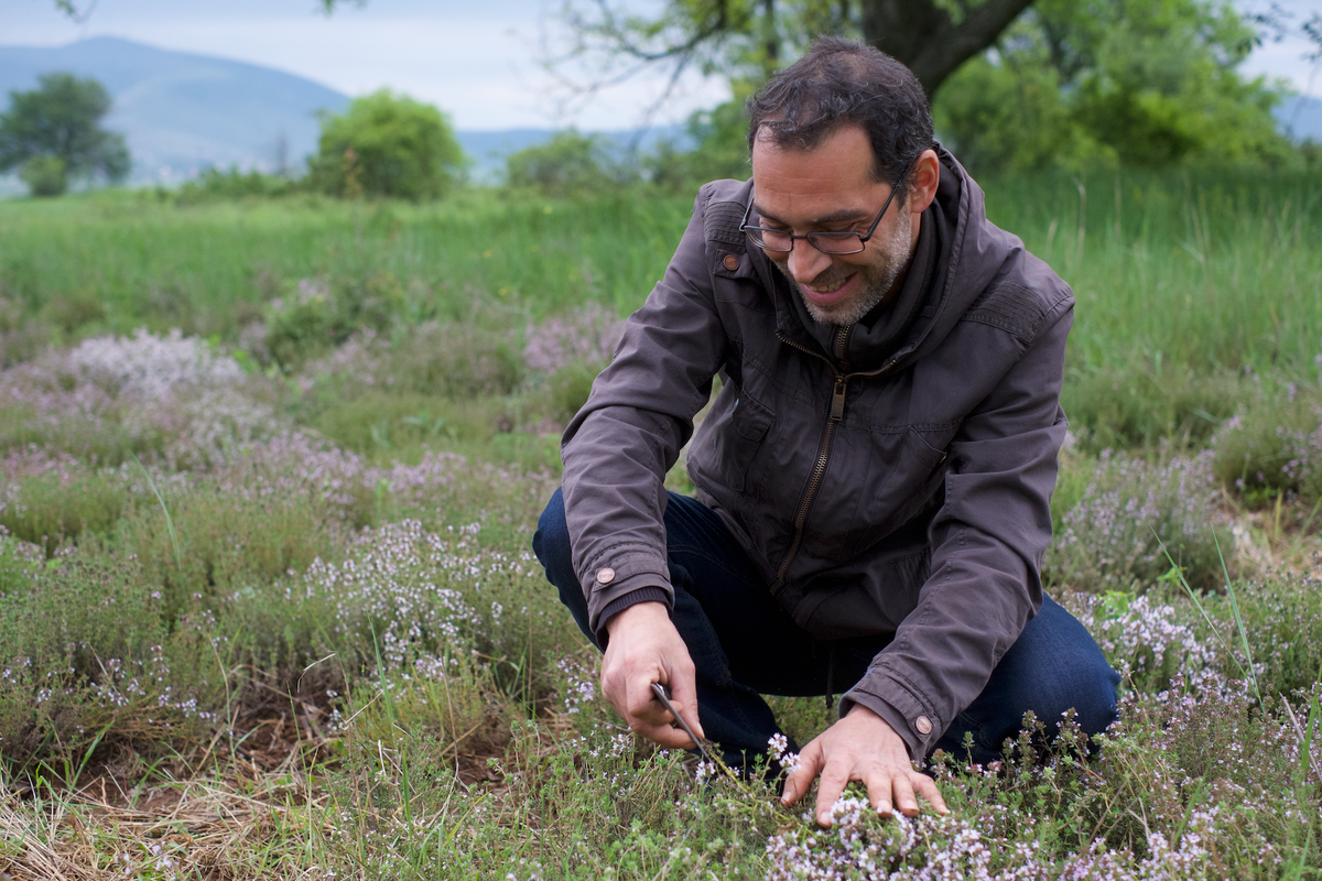 Ioannis bei der Ernte des frischen Thymians auf seinem Feld in Griechenland