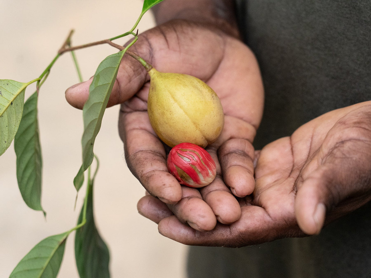 muskatnuss aufbewahren Muskatnuss mit Schale & Muskatblüte aus Sri Lanka | BIO Gewürze