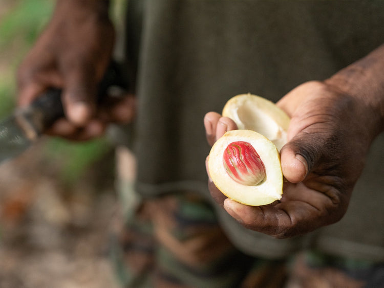 muskatnuss aufbewahren Muskatnuss mit Schale & Muskatblüte aus Sri Lanka | BIO Gewürze
