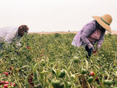 Paprika Bola de Murcia - Direkt vom Feld