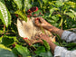 Robusta Espresso Wayanad Kaapi - Direkt vom Feld