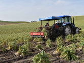 Schwarzer Knoblauch - Direkt vom Feld
