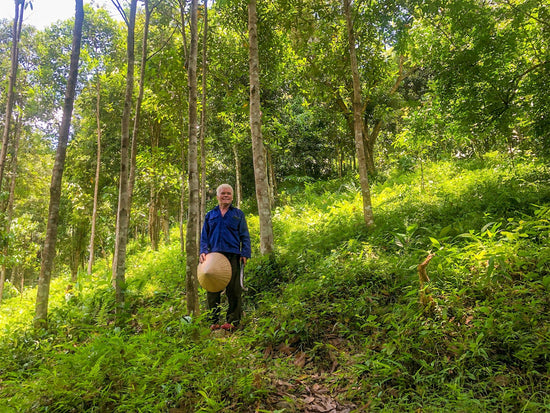 Vietnamesischer Königszimt - Direkt vom Feld