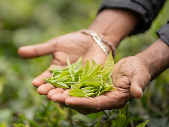 Wayanad Grüntee - Direkt vom Feld