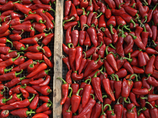 Baskischer Chili - Direkt vom Feld